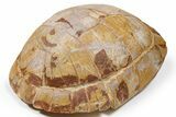 Colorful Fossil Tortoise (Stylemys) - South Dakota #263497-2